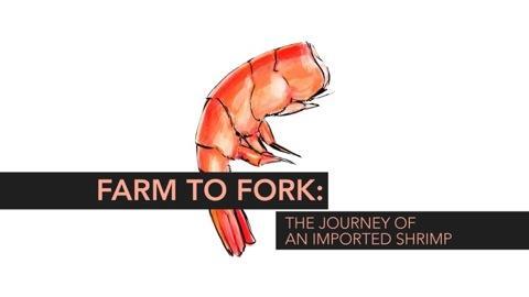 Farm to Fork: The Journey of an Imported Shrimp