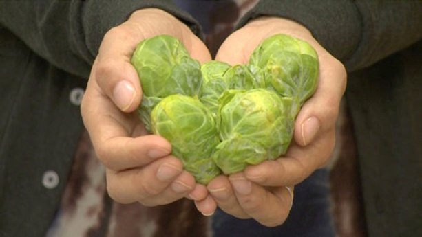 Discover great vegetables