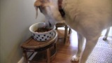 What NOT to Feed Your Dog