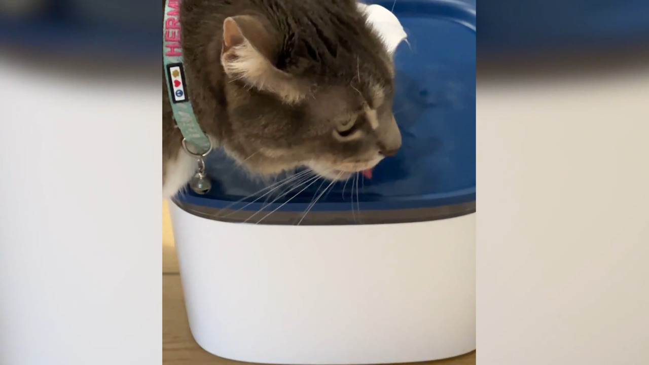 Veken Pet Water Fountain