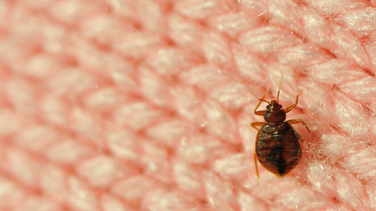 How to Check for Bed Bugs in a Hotel
