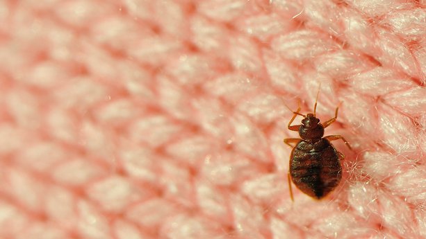 How to Check for Bed Bugs in a Hotel Room