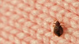 How to Check for Bed Bugs in a Hotel Room