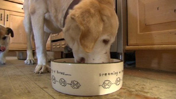 Save money on pet food