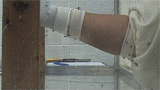 Insect repellent testing