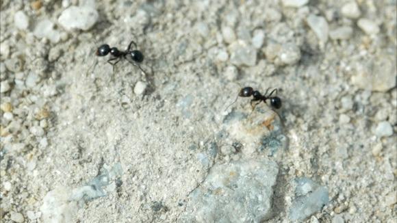 Cómo deshacerte de las hormigas