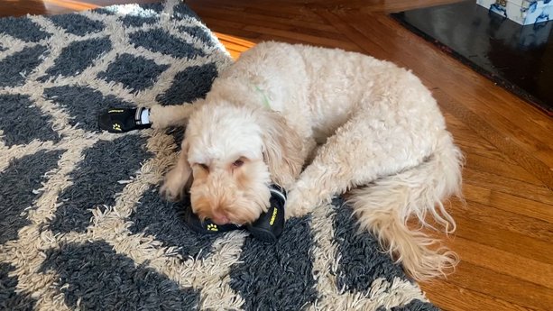 QUMY Dog Shoes