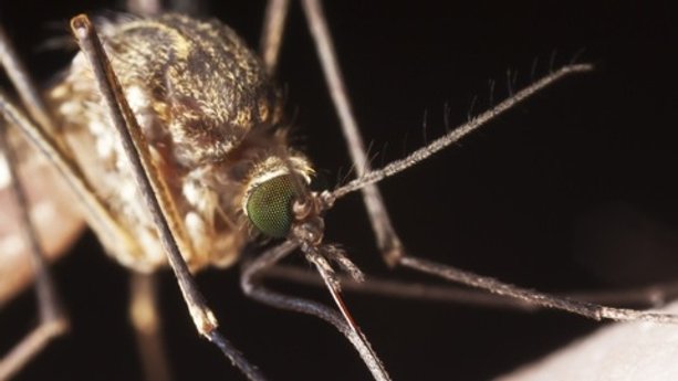 Safer Insect Repellents That Work