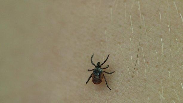 Tick Danger in Autumn