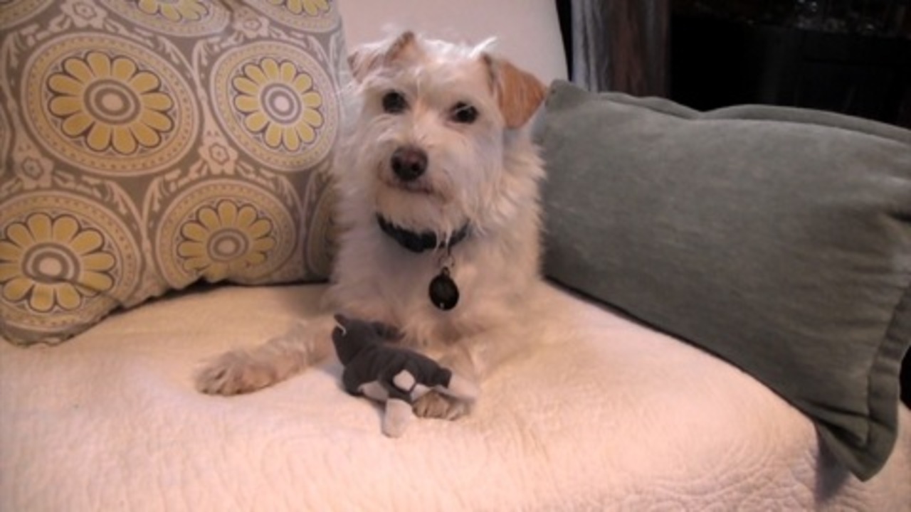 How to Choose Safe Toys For Your Puppy – American Kennel Club