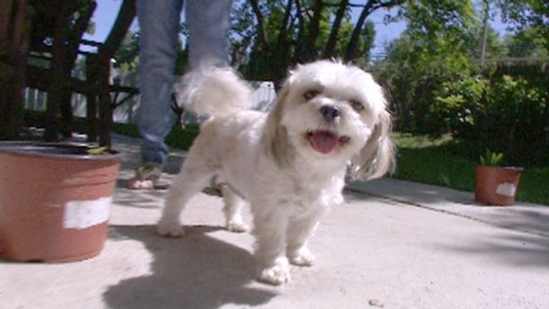 How to get pet medicine for less