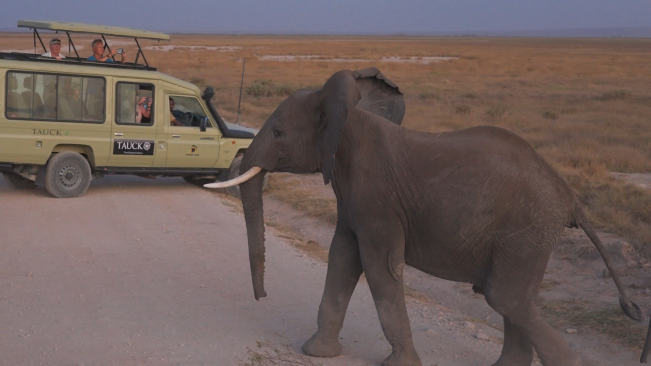 Kenya Safari Tours Escorted Tours Tauck