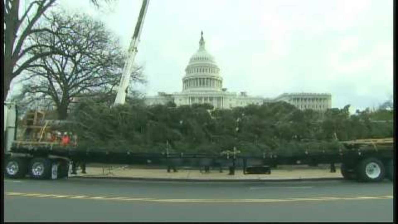 Capitol Christmas tree arrival POLITICO