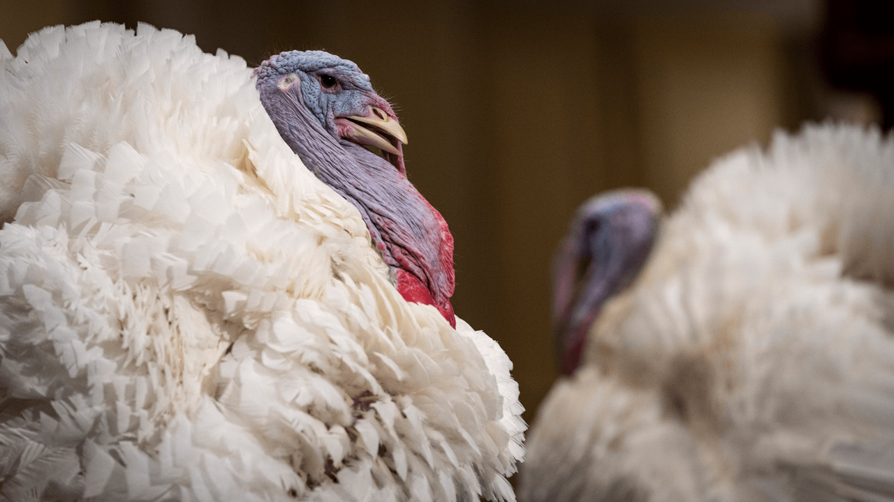 White House reveals names of turkeys up for pardon — Peanut Butter and Jelly 1 image