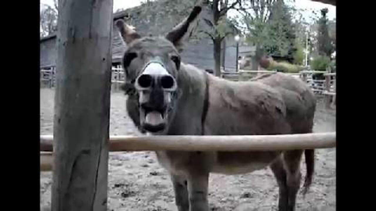 Screaming Donkeys, vol. 1 POLITICO