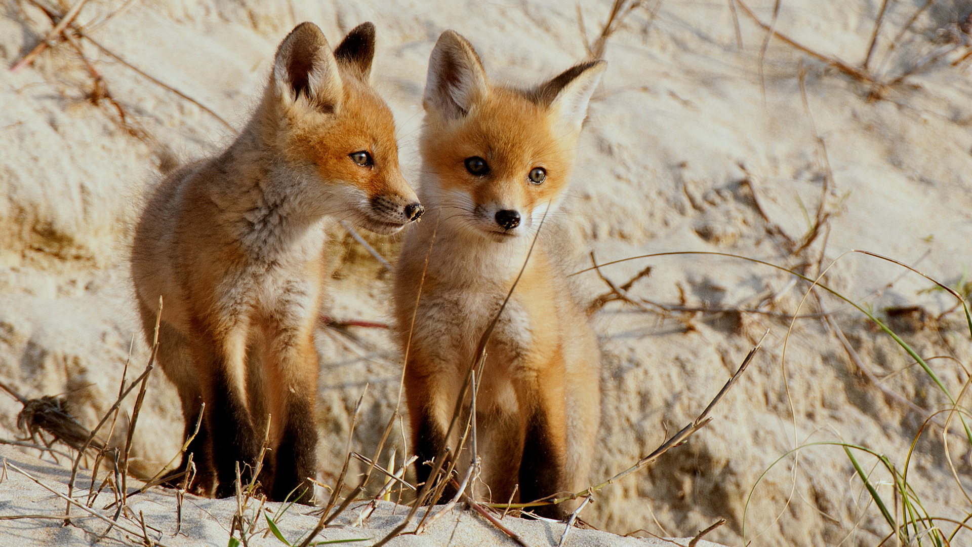 Photographing Foxes in the Sand Dunes of North Carolina | Outdoor  Photography Guide