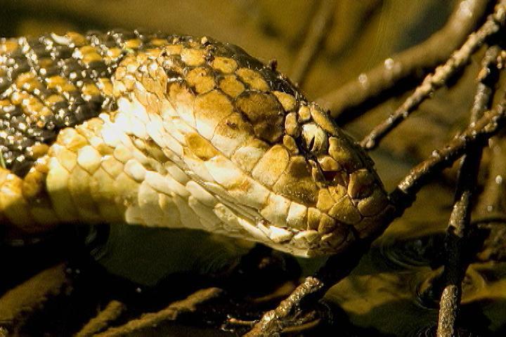 water moccasin nesting habits