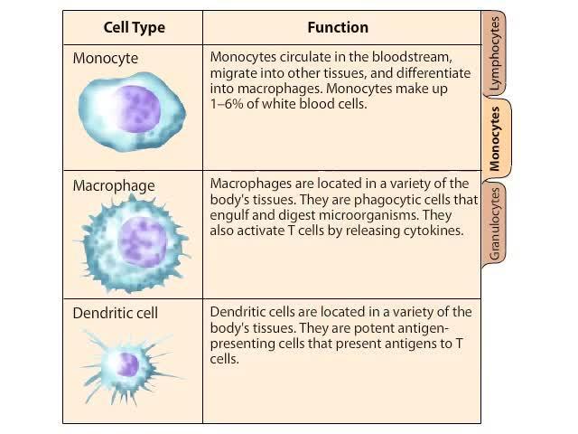 monocytes and lymphocytes
