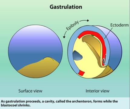 in a frog embryo gastrulation