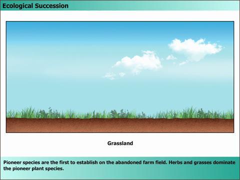 ecological succession animation