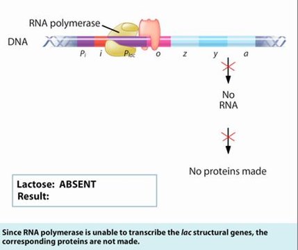 Lac Operon Diagram Labeled