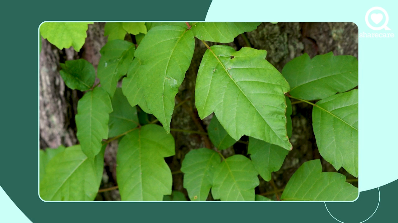 What are the symptoms of a poisonous plant reaction?