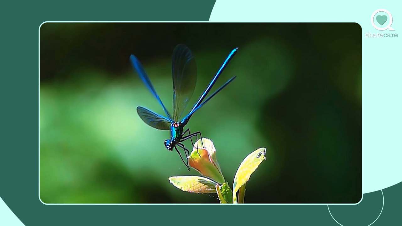 What are biologically inspired robots?