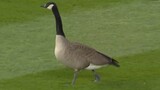 Goose makes its way onto the field in Cubs-Phillies game