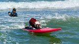 Dog surfing and T-Rex racing take centre stage during ‘the Ocho event’