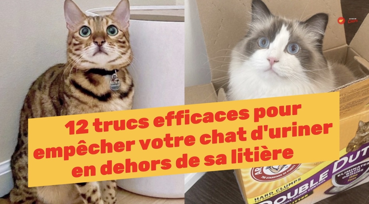 12 Trucs Efficaces Pour Empecher Votre Chat D Uriner En Dehors De Sa Litiere Le Sac De Chips