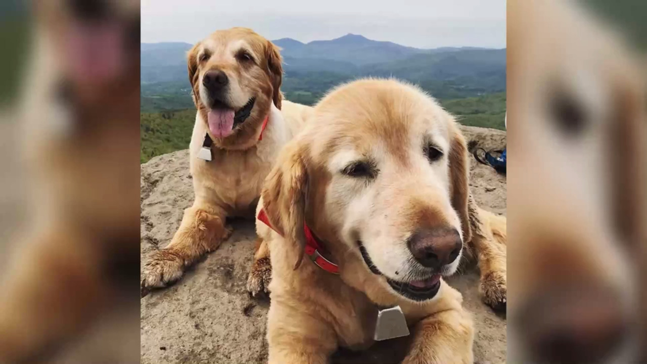 Des Microchalets Dogfriendly à Louer été Comme Hiver Avec