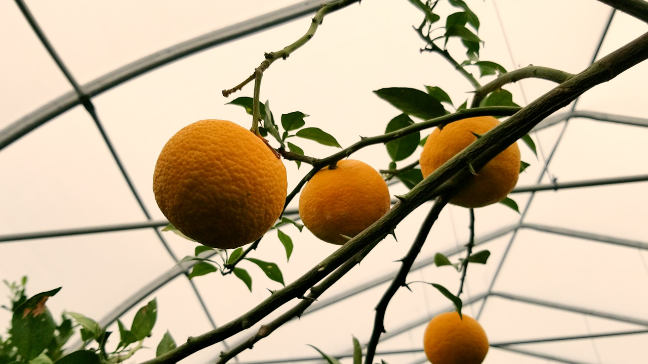 Coupe à fruits Karpo avec dynamisation