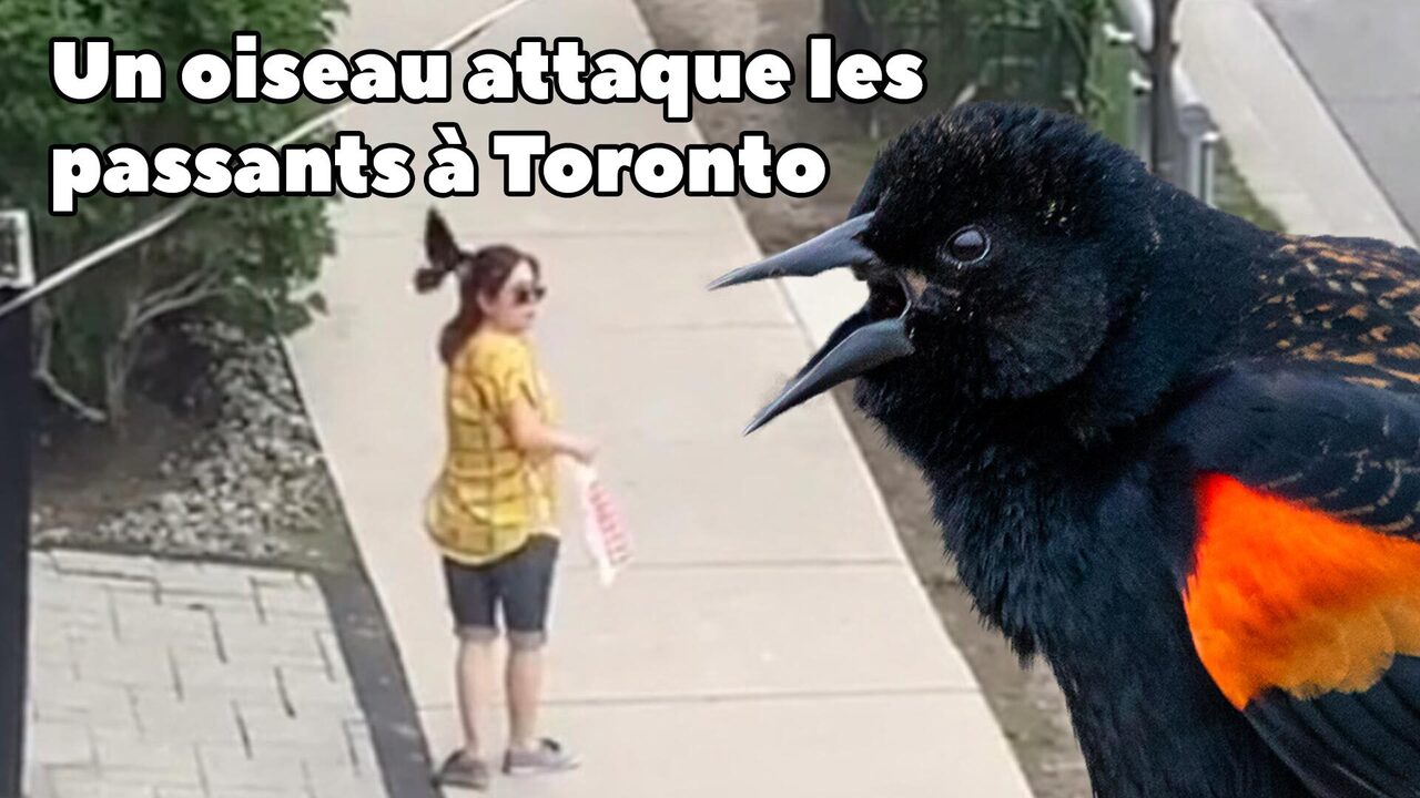 Deux hippopotames dévorent des citrouilles entières qui n'ont aucune chance  | Le Sac de chips, image size:1280x720