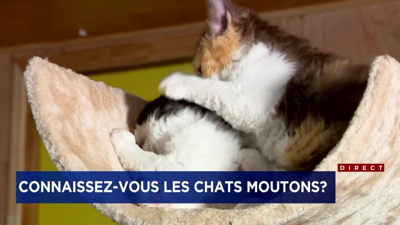 Des Chats Moutons Dans Le Centre Du Quebec Jdm