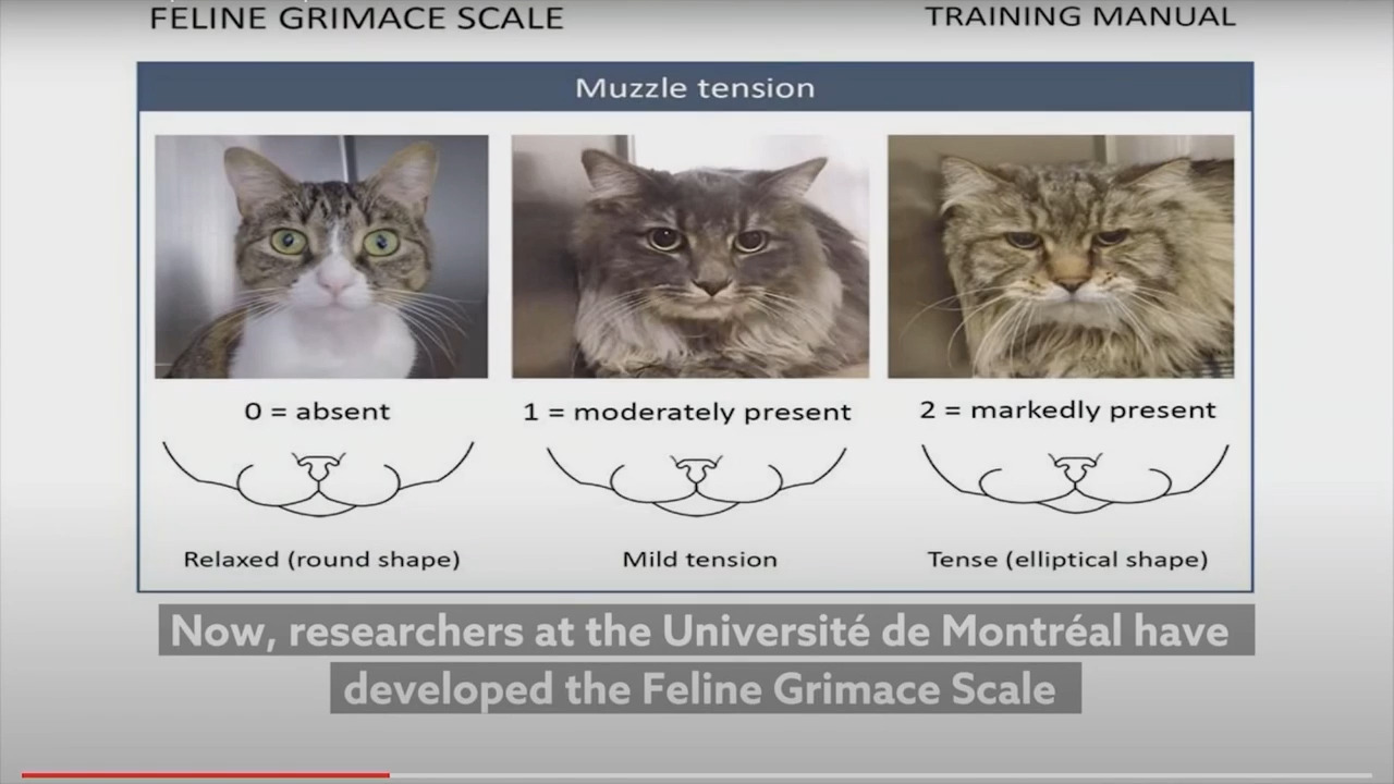 chat de rencontre en ligne gratuit quebec