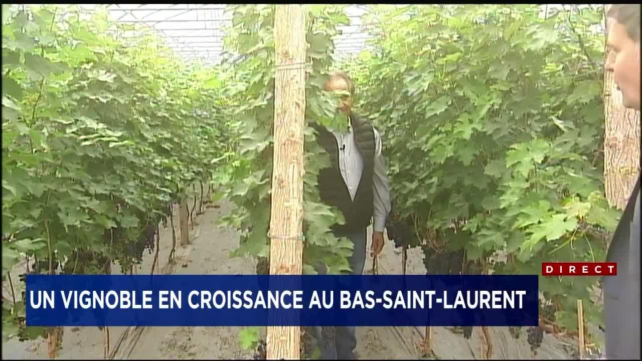 Un Vignoble En Pleine Croissance Au Bas Saint Laurent Tva Nouvelles Un Vignoble En Pleine Croissance Au Bas Saint Laurent Tva Nouvelles