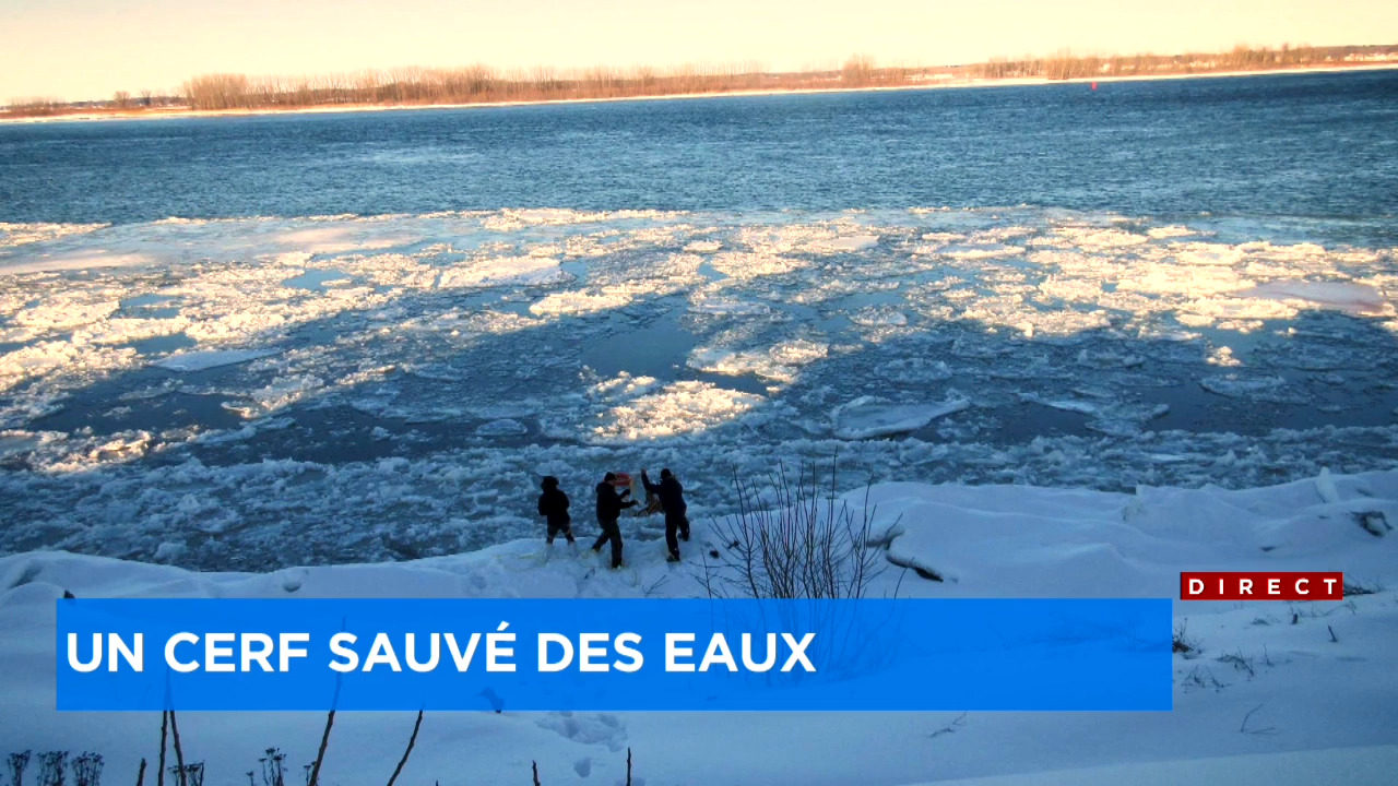 PHOTOS] Un cerf sauvé in extremis des eaux du Saint-Laurent par de bons  samaritains