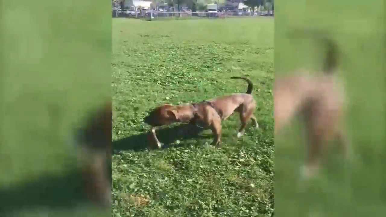 Le Chien Enrage De Montreal Nord Sera Finalement Euthanasie Jdm Le Chien Enrage De Montreal Nord Sera Finalement Euthanasie Jdm