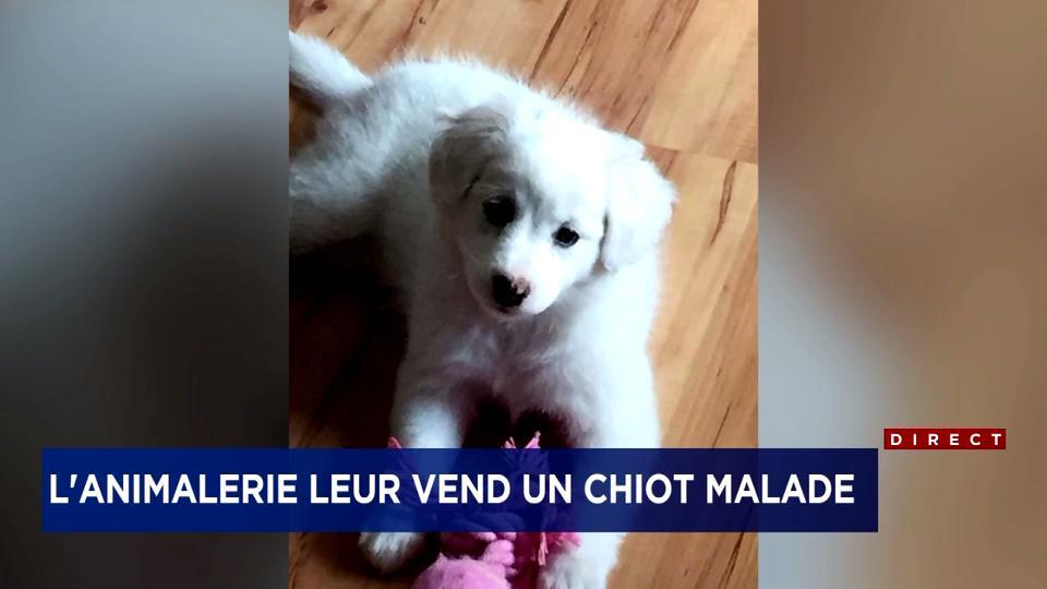 Une Animalerie De Québec Lui Vend Un Chiot Malade Tva