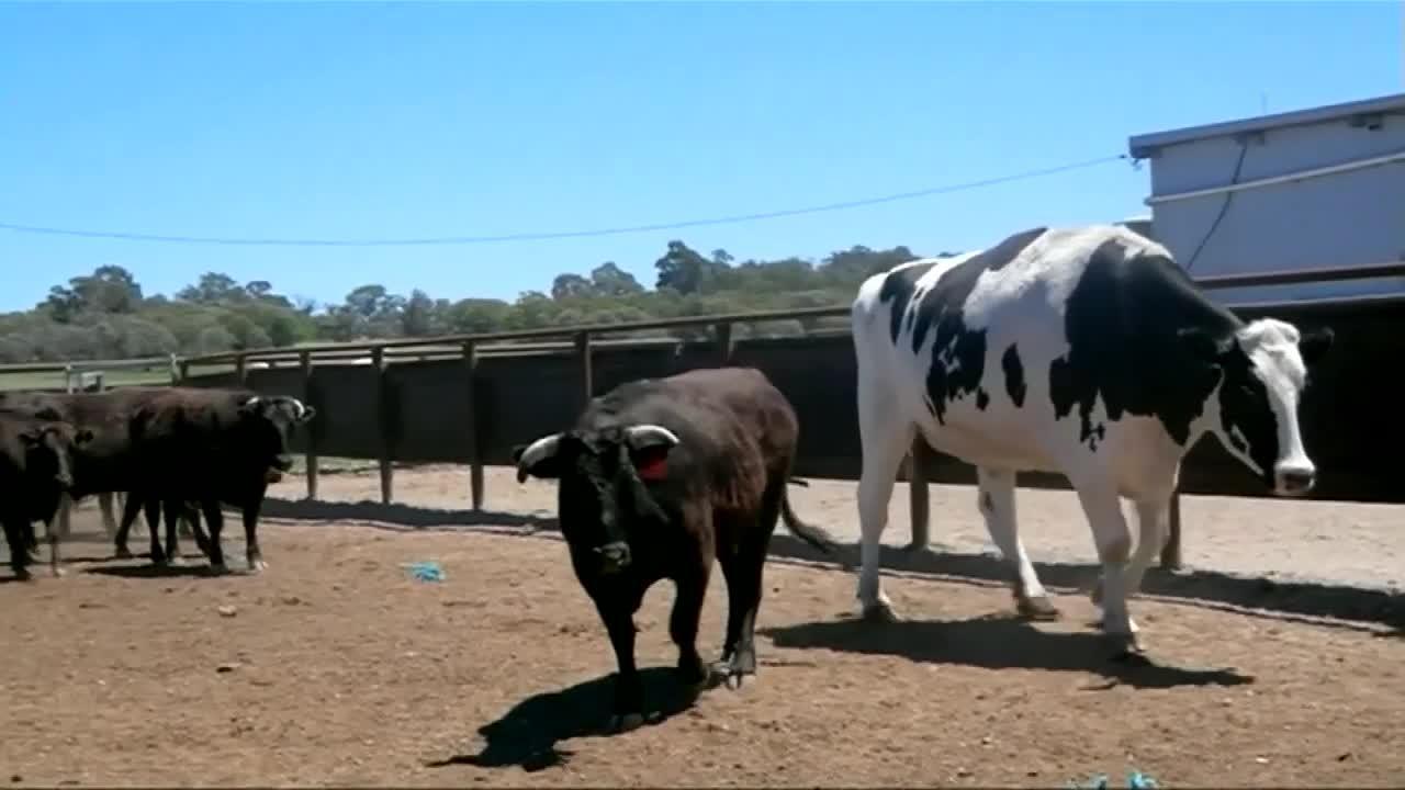 knickers la vache