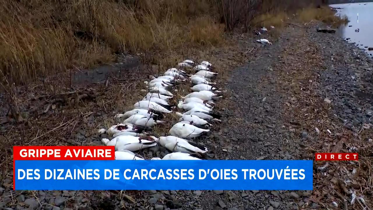 La grippe aviaire s'abat sur les oiseaux sauvages du Québec
