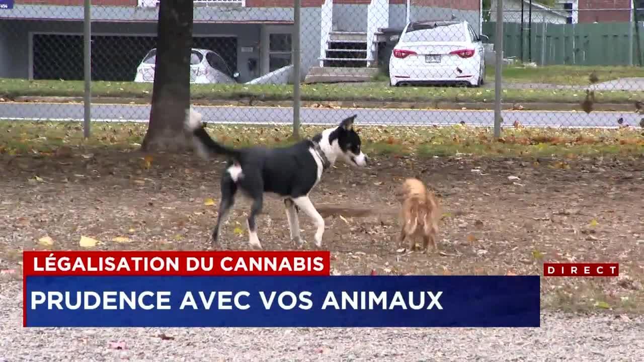 Cannabis Attention à Vos Animaux Tva Nouvelles