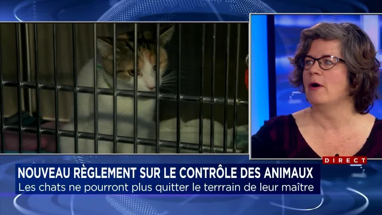 Votre Chat Doit Demeurer Dans Votre Cour Tva Nouvelles