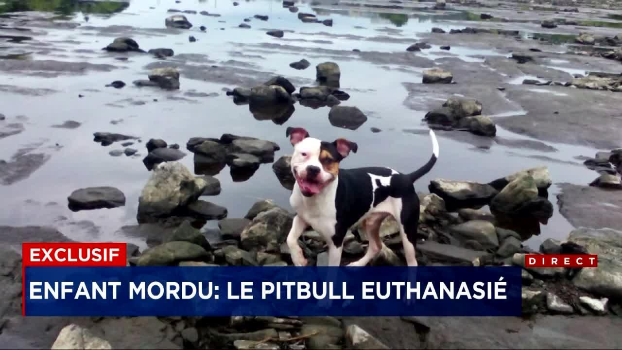 Un Enfant De 7 Ans Attaque Par Un Pitbull Tva Nouvelles