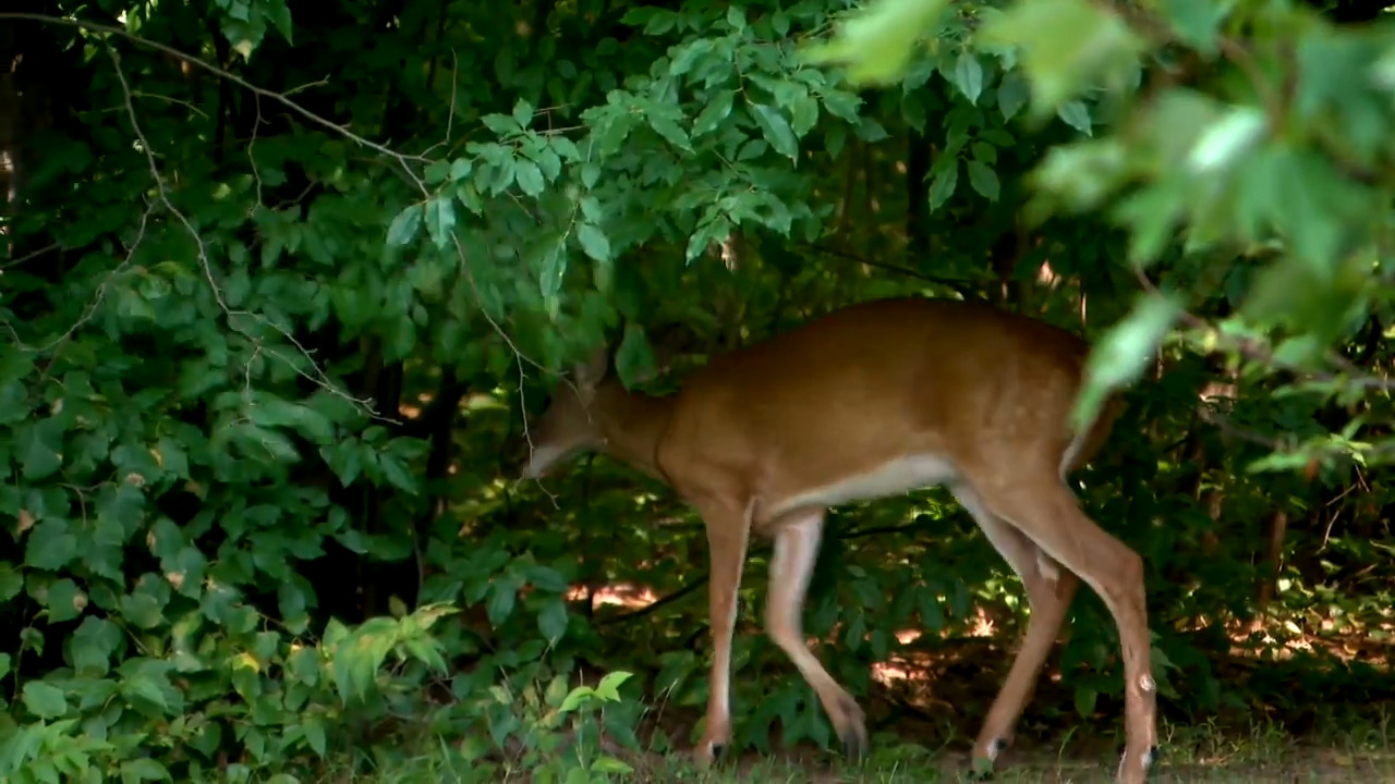 Un chevreuil s’installe dans un cimetière en ville - Reportage
