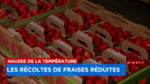 Réduction de 40%: la chaleur extrême menace les fraises - Explications 12h