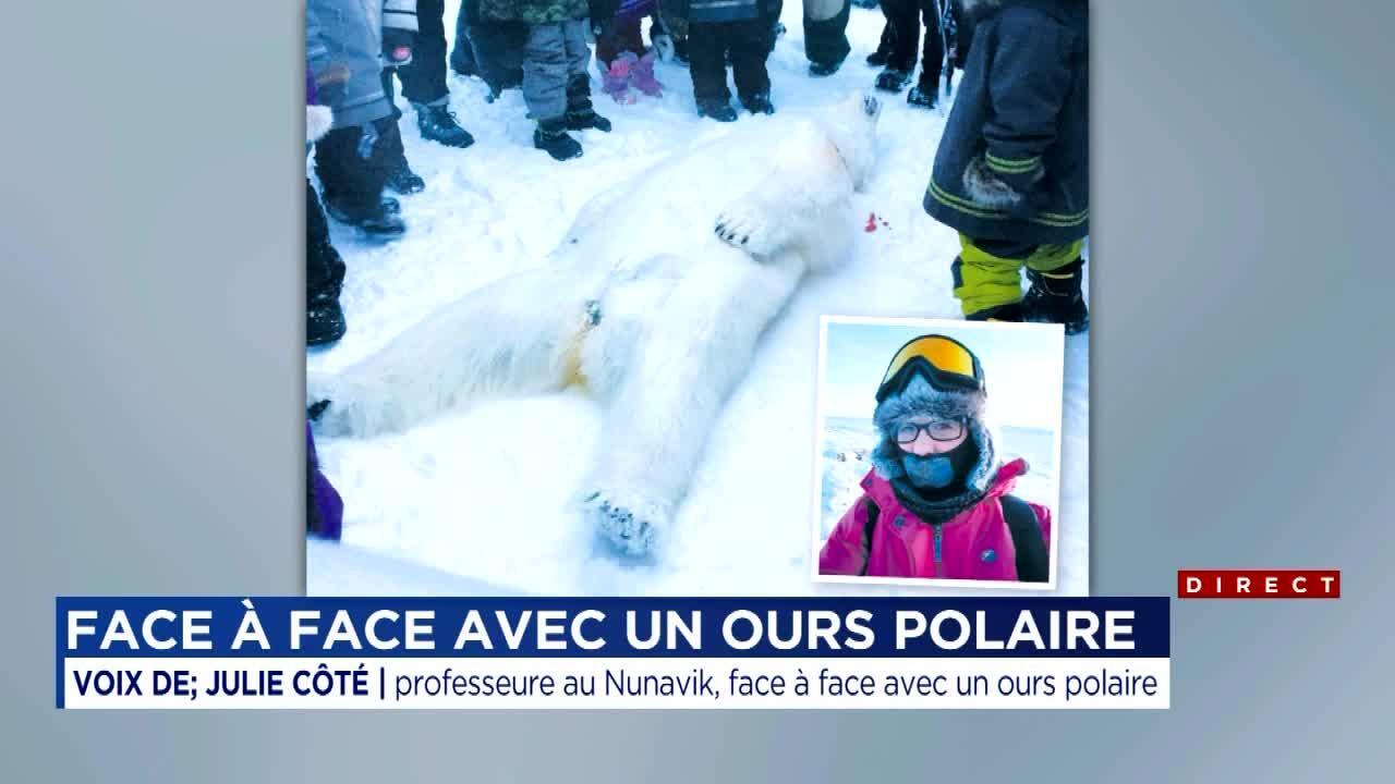 Trois personnes survivent à une attaque d'ours polaire au Nunavik