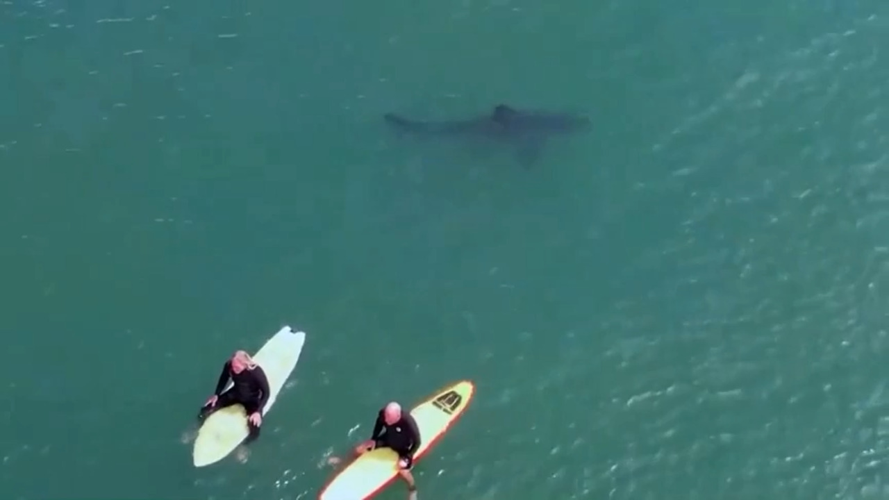 Un surfeur survit à l'attaque simultanée de deux requins (vidéo