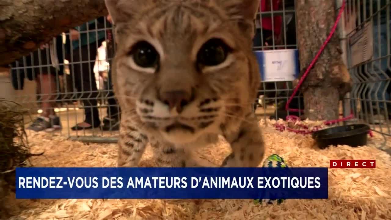 Des Animaux Exotiques Visibles A Quebec Tva Nouvelles