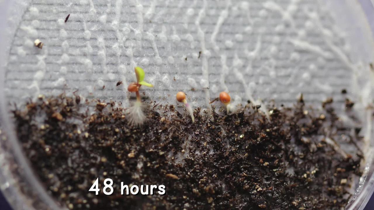 Fast Plant Germination Time Lapse - Carolina Video Experience